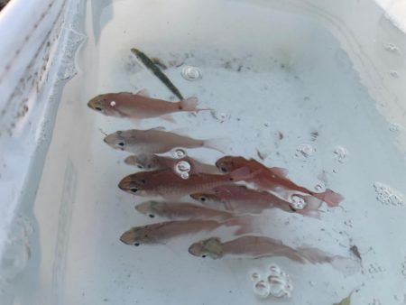 青物とアオリイカ狙いのウキ釣り