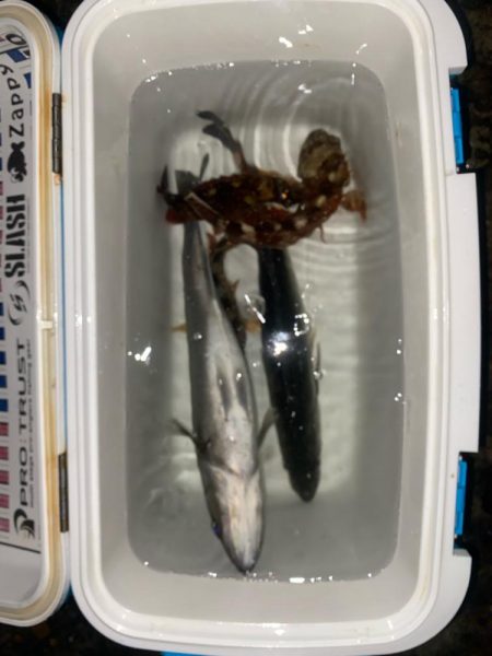 シーバス