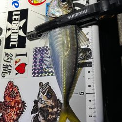 アジング