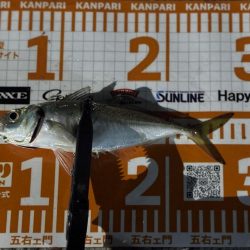 光魚楽釣