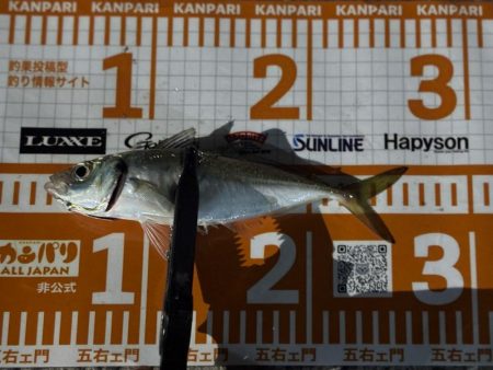 光魚楽釣