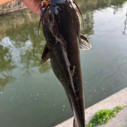 ナマズ釣り