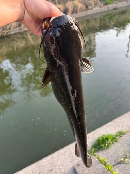 ナマズ釣り