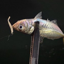 風月遊魚
