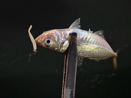 風月遊魚