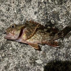 フロートアジングしに行きましたが・・・