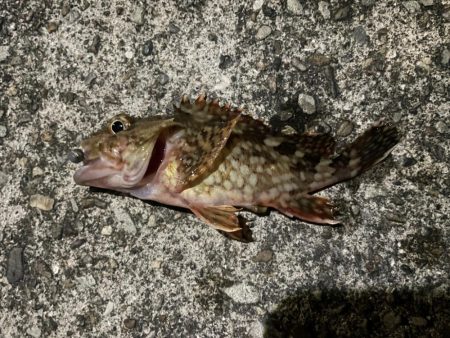 フロートアジングしに行きましたが・・・