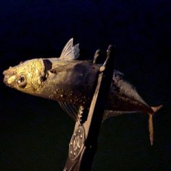 静水良釣