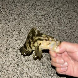 投げ釣りライト