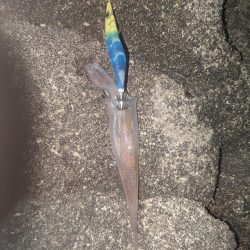 アオリ狙い