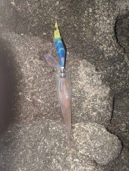 アオリ狙い