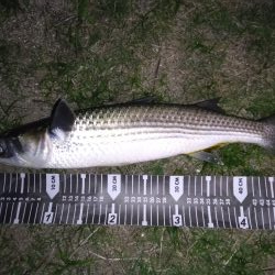 招かれざるお魚。