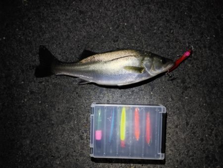 フッコ5匹(38～40cm)