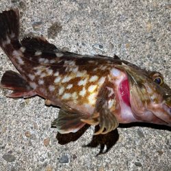 カサゴ