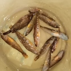 大磯、サビキ