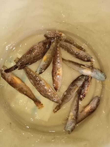 大磯、サビキ