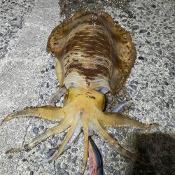 やっと春イカ