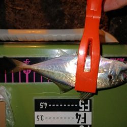 アジング15