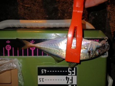 アジング15