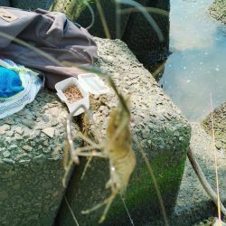 手長エビ開幕
