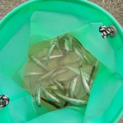 稚鮎釣り