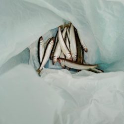 稚鮎釣り