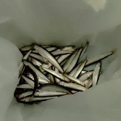 稚鮎釣り