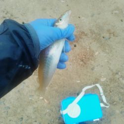 キス釣り