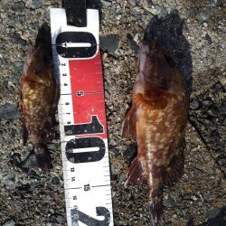 ガシラ祭りだぁ〜🎣