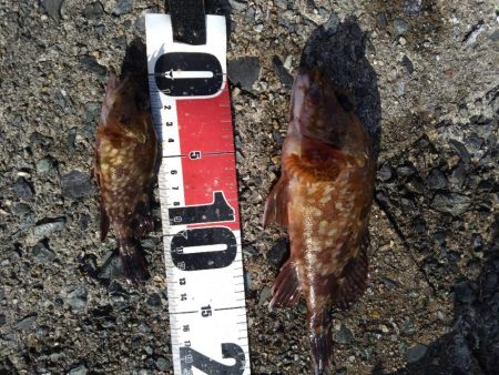 ガシラ祭りだぁ〜🎣