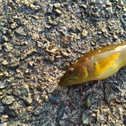 何かが釣れる