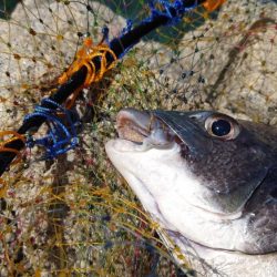 春到来！芸予諸島のチヌ釣り２