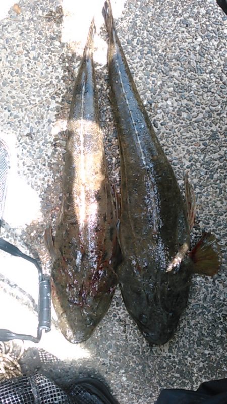 ホームグラウンドに魚が帰ってきたかの調査釣行＾＾。