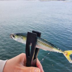 サビキ釣り