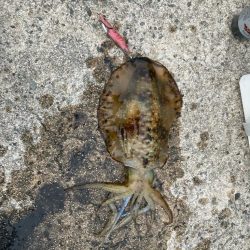 アタリが
