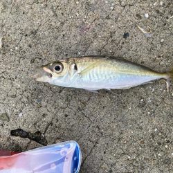 淡路島釣行！