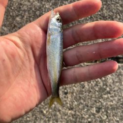 小ハス釣り