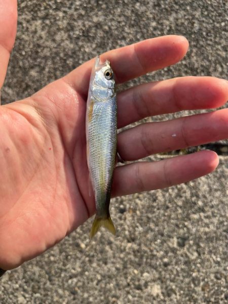 小ハス釣り