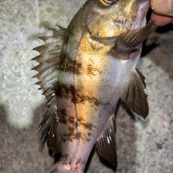 メバル25