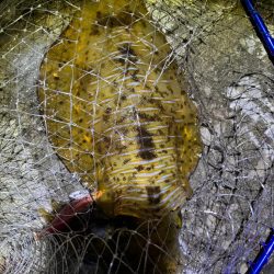 エギング　大物連発