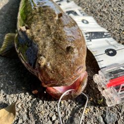 今年初コチ