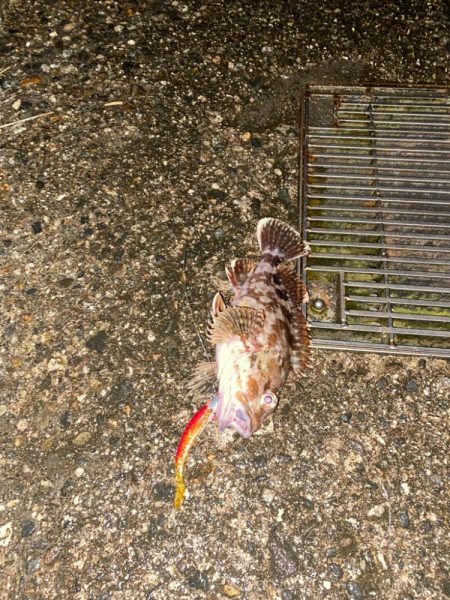 根魚