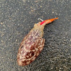 初コウイカ