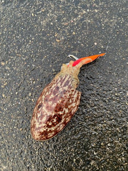 初コウイカ