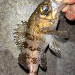 メバル19