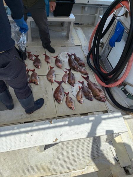 真鯛釣り