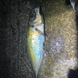 アジング