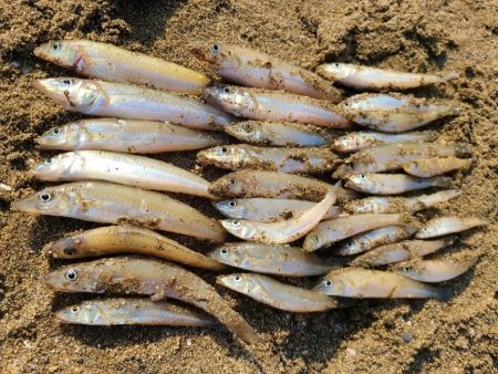 片男波海浜キス釣果