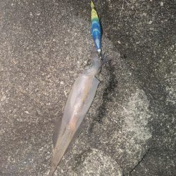 アオリ狙い