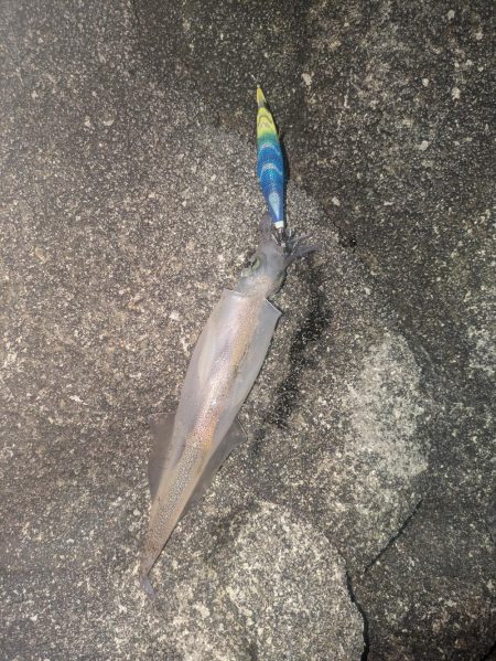アオリ狙い